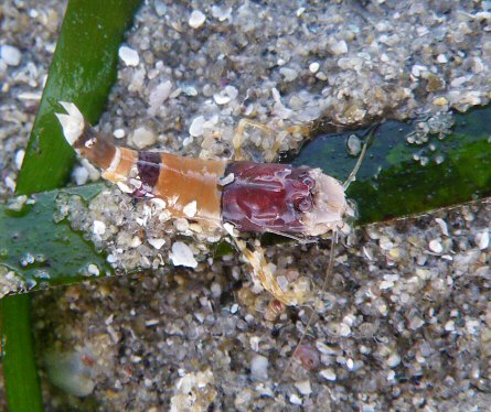 Philocheras fasciatus