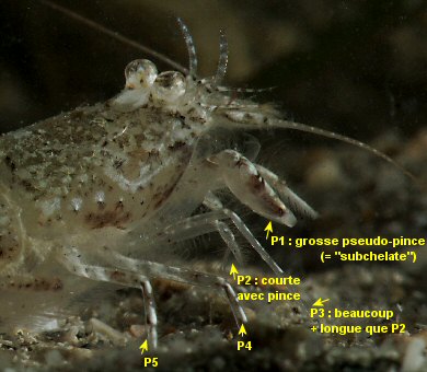 Philocheras trispinosus