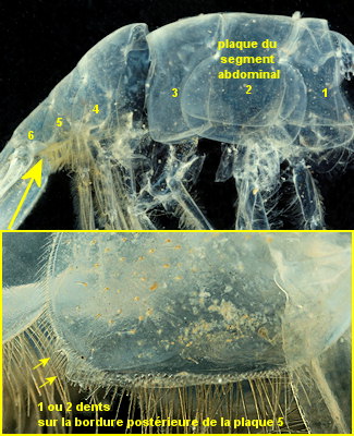 Processa edulis crassipes