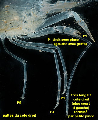 Processa edulis crassipes