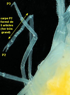 Salmoneus erasimorum