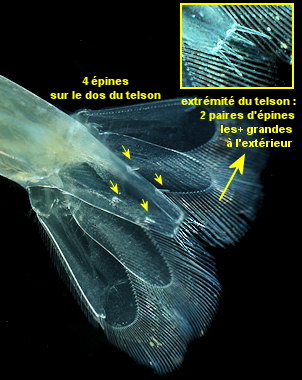 Salmoneus erasimorum