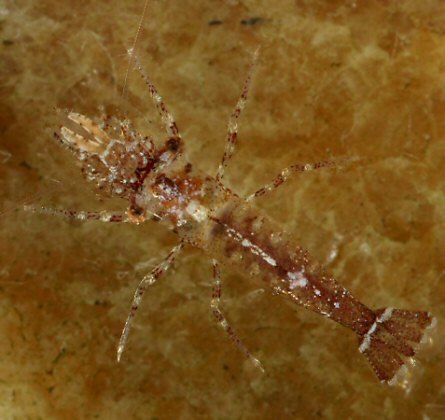 Eualus cranchii