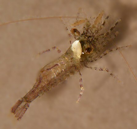 Eualus cranchii