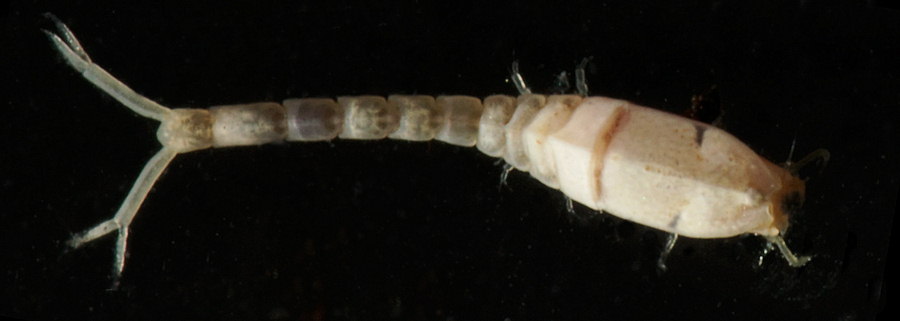 Bodotria scorpioides