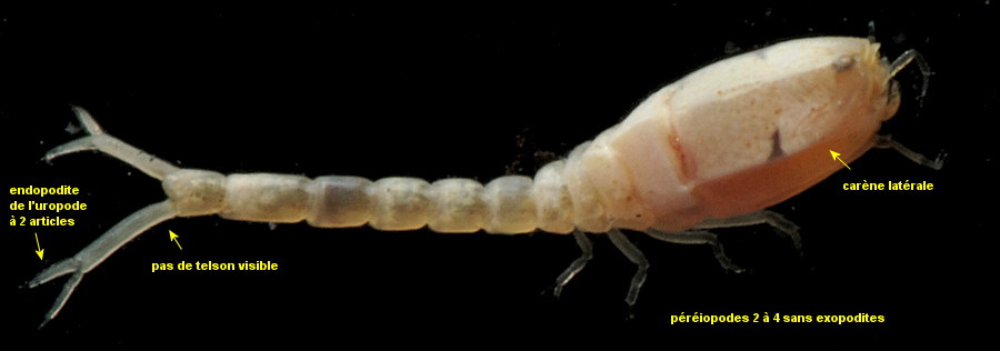 Bodotria scorpioides