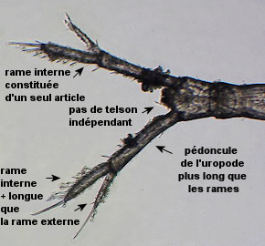 Cumella pygmaea