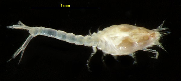 Cumella pygmaea