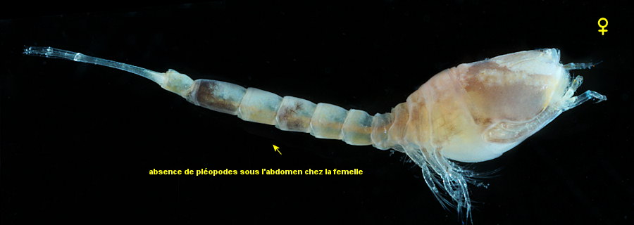 Cumopsis fagei