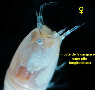 Cumopsis fagei