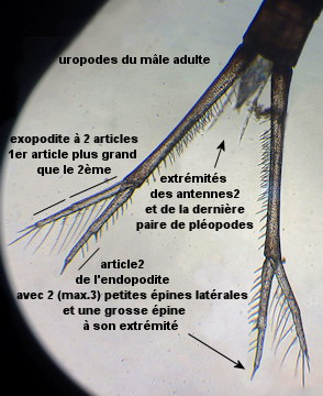 Cumopsis fagei