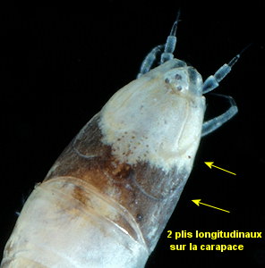 Cumopsis goodsir