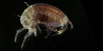 Sextonia longirostris