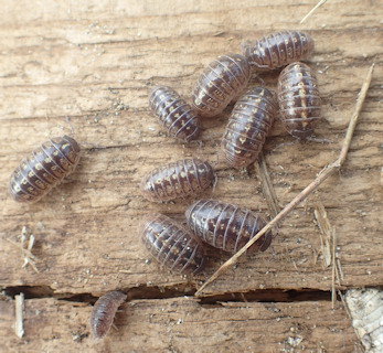 Armadillidium vulgare