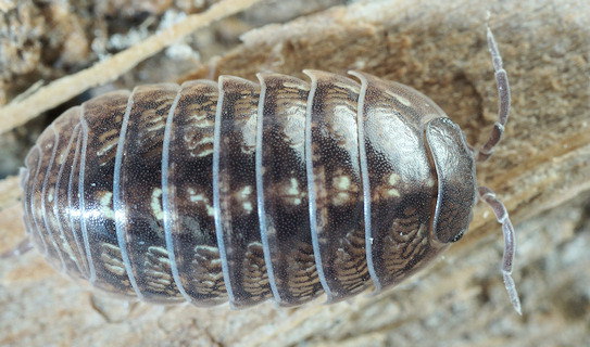 Armadillidium vulgare