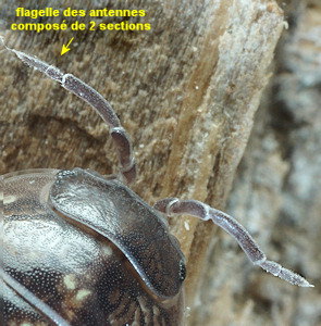 Armadillidium vulgare