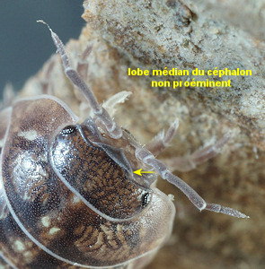 Armadillidium vulgare