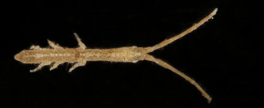 Astacilla longicornis