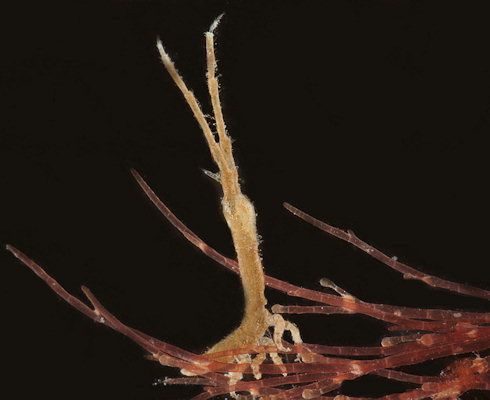Astacilla longicornis
