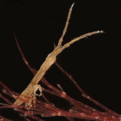 Astacilla longicornis