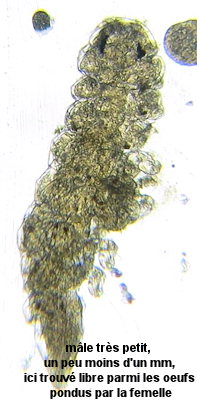 Bopyrina ocellata