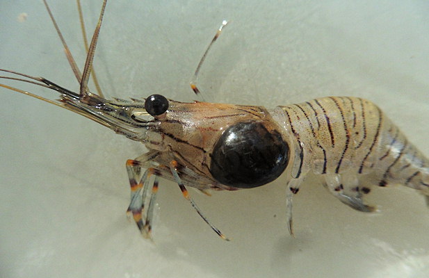 Bopyrus crangorum