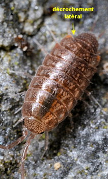 Chaetophiloscia cellaria