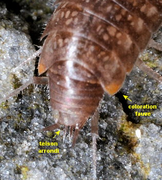 Chaetophiloscia cellaria
