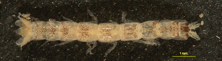 Cyathura carinata