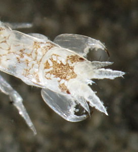 Cyathura carinata