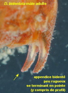 Dynamene bidentata