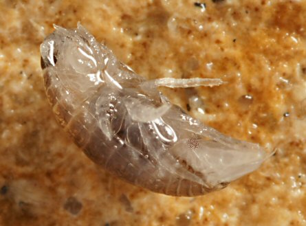 Eurydice pulchra