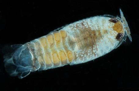 Eurydice affinis