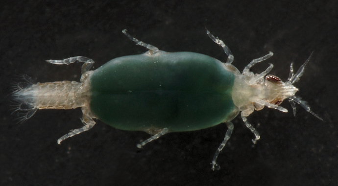 Gnathiidae pranize