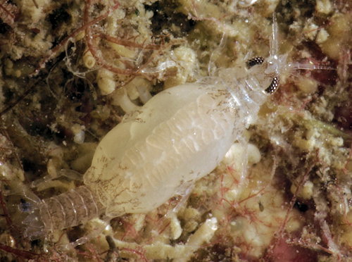 Gnathia maxillaris