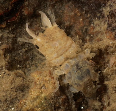 Gnathia maxillaris