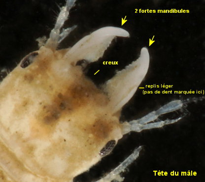 Gnathia maxillaris