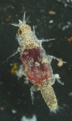 Gnathiidae pranize