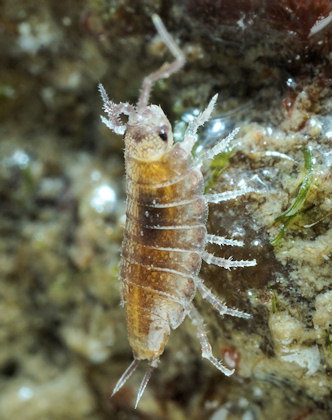 Halophiloscia couchii