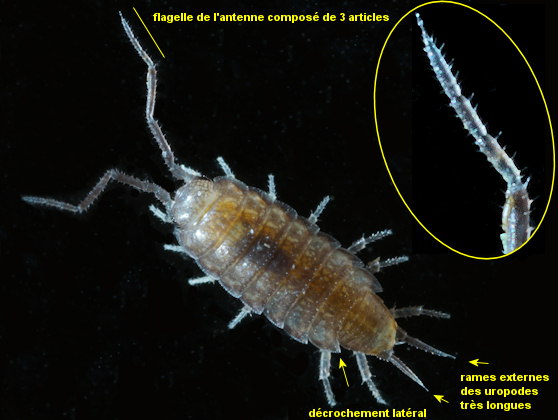 Halophiloscia couchii