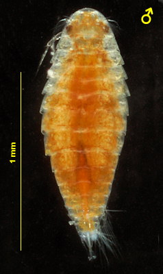 Hemioniscus balani