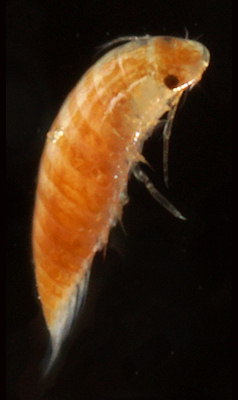 Hemioniscus balani
