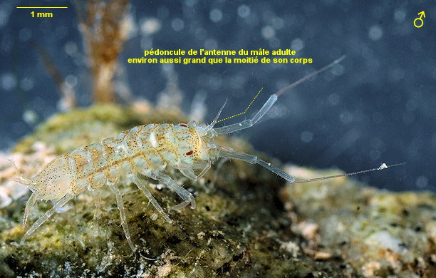 Ianiropsis serricaudis