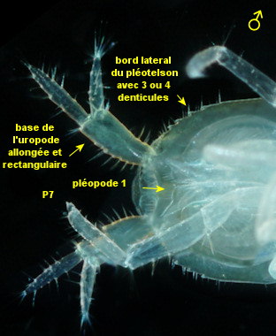 Ianiropsis serricaudis