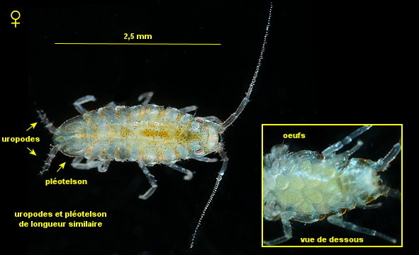 Ianiropsis serricaudis