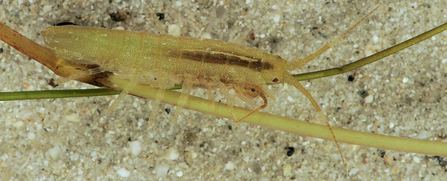 Idotea chelipes