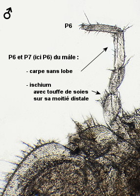 Jaera ischiosetosa