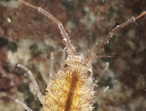 Janira maculosa