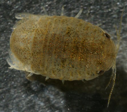 Lekanesphaera rugicauda