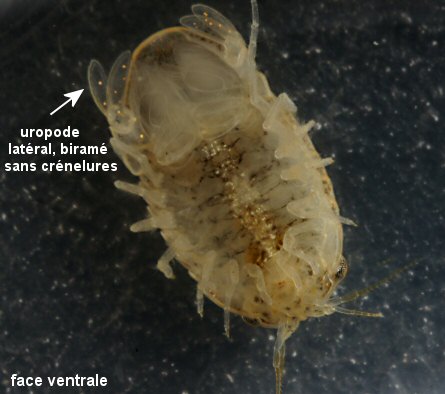 Lekanesphaera rugicauda